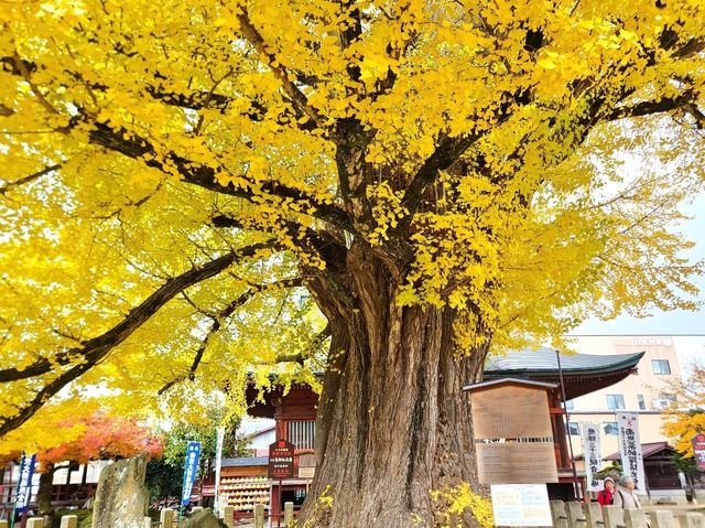 高山國分寺 金黃的千年銀杏