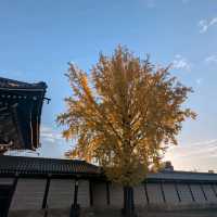 🇯🇵京都「西本願寺 東本願寺」銀杏盛開實況！穿越時空的寧靜之美