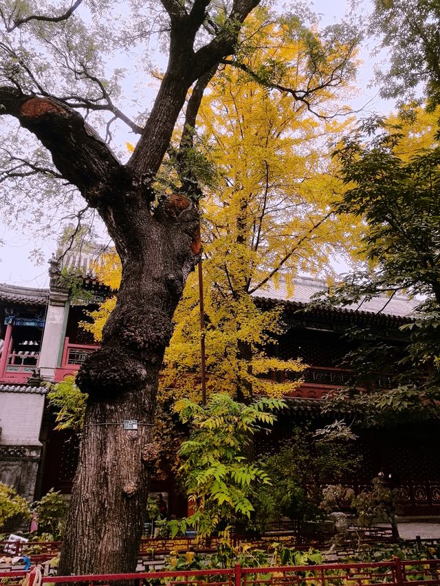 北京法源寺，無需預約，免費景點。