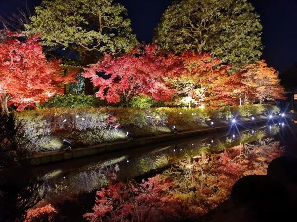 Experience the Enchanting Night Maple at Toji Temple