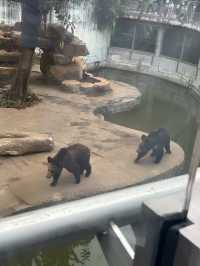 多次遊覽廣州動物園，為您總結的詳盡攻略來啦