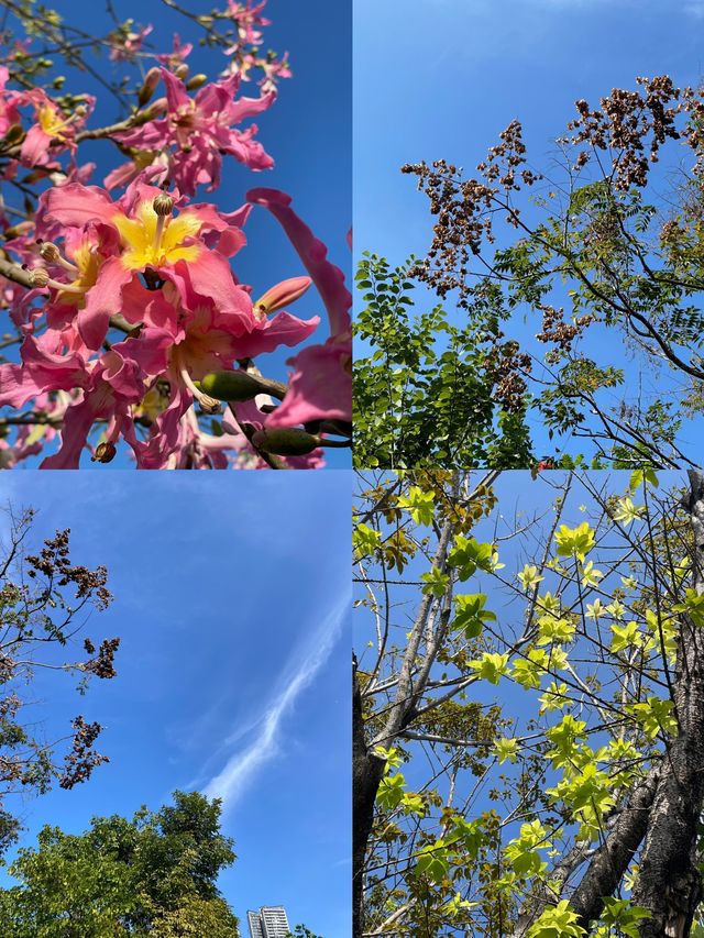 深圳中心公園，都市裡的綠野仙蹤