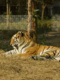 冬季反向遊 | 附上海動物園互動遊玩攻略