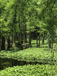 上海青西郊野公園怎麼玩，收藏春天用