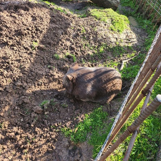 Sanctuary for wildlife at Moonlit