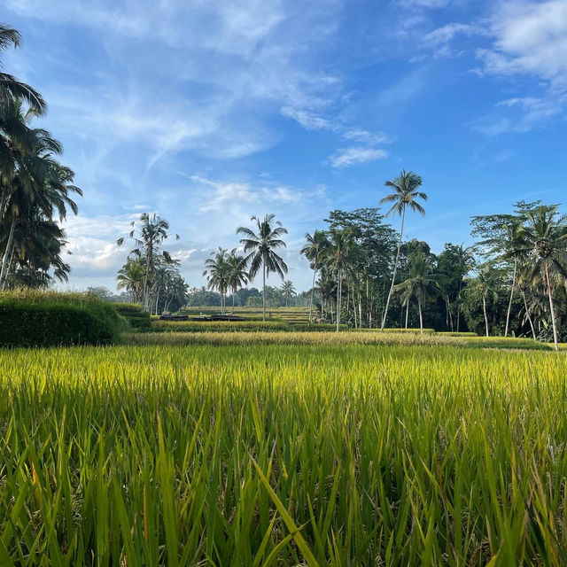 The soothing nature and waterfalls of Bali 