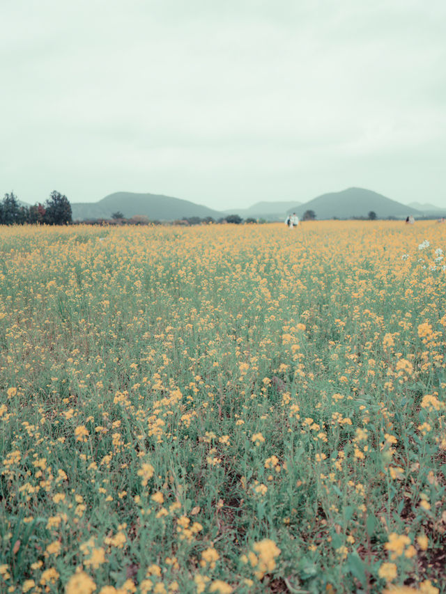 🇰🇷濟州島｜韓劇般的場景「城山油菜花田」