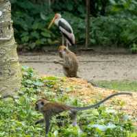 Wonderful place to visit - Zoo Negara Malaysia