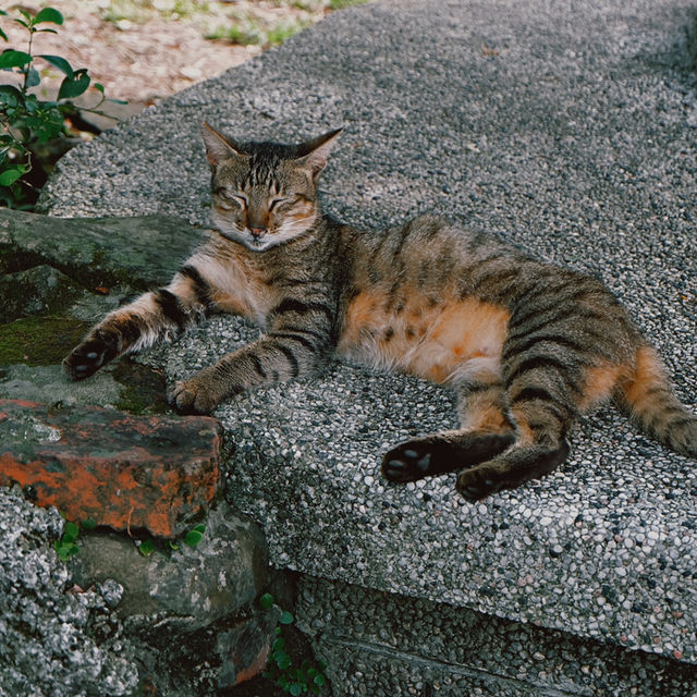 Houtong Cat Village - Taiwan