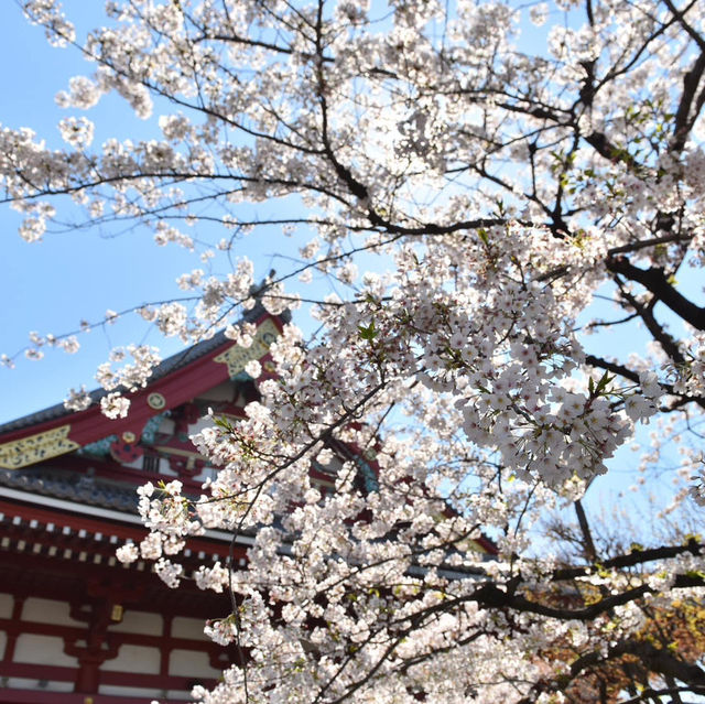 Sakura in Love Tokyo