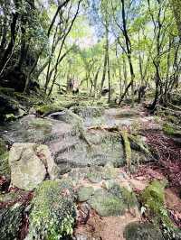 【屋久島】縄文杉🌲トレッキングツアー