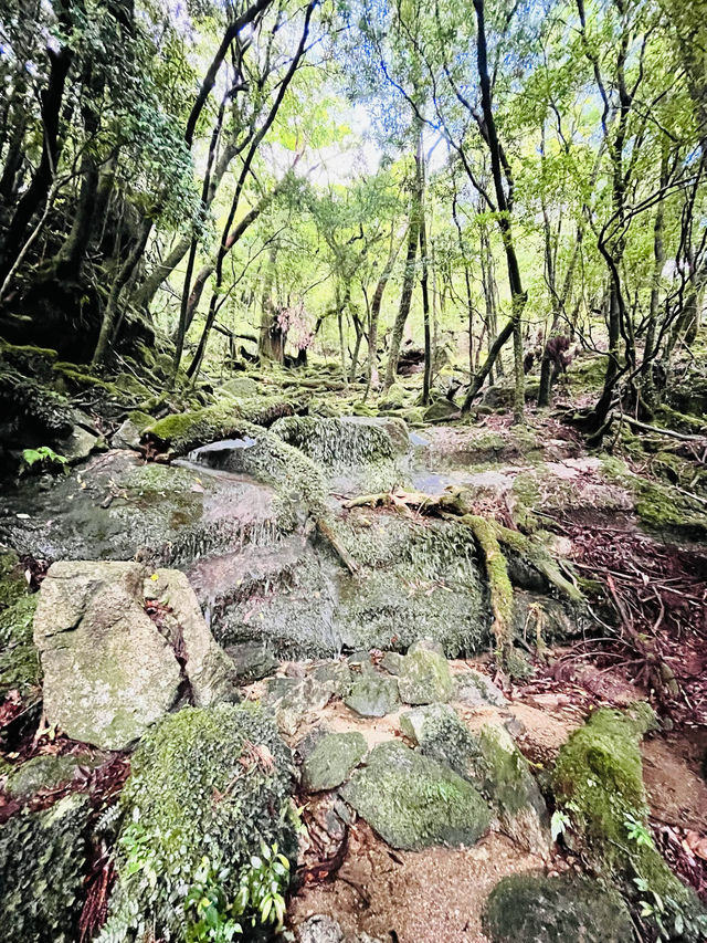 【屋久島】縄文杉🌲トレッキングツアー