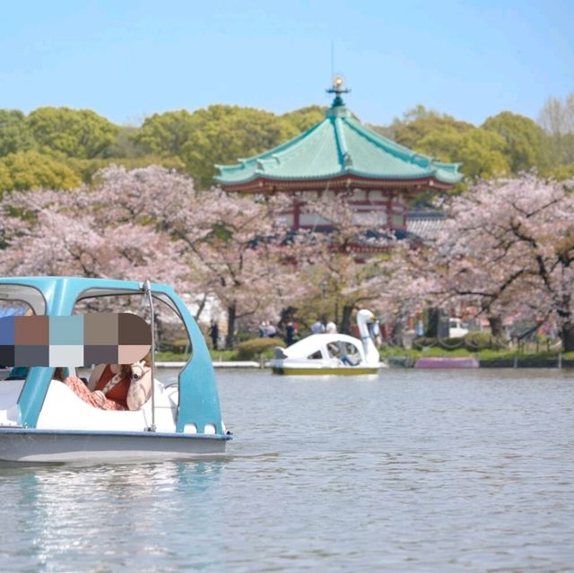 東京景點｜巧遇櫻花盛開~東京賞櫻勝地上野恩賜公園