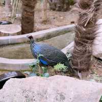 A Winter Wonderland at Gapyeong Begonia Bird Park!