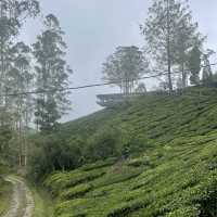 Cameron Highlands Relaxing Trip