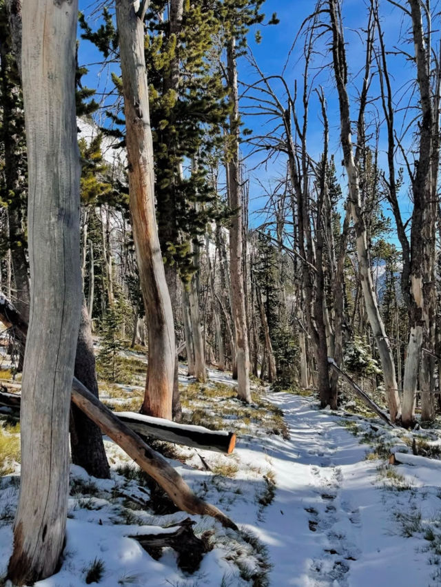 Winter have  arrived in Yellowstone ❄️ 