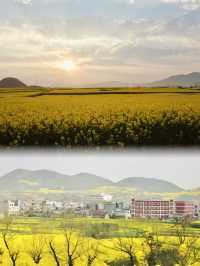 The Unmatched Beauty of Luoping's Rapeseed Flower Fields