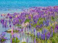 Visit Lake Tekapo