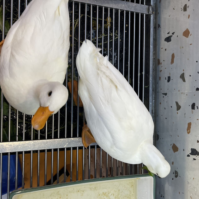 🐾【探索廣州的神奇動物咖】☕️✨