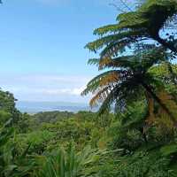 Daintree National Park, Queensland