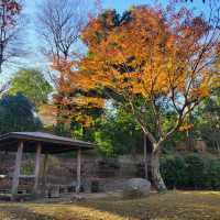 Enjoying Nature at Inokashira Park