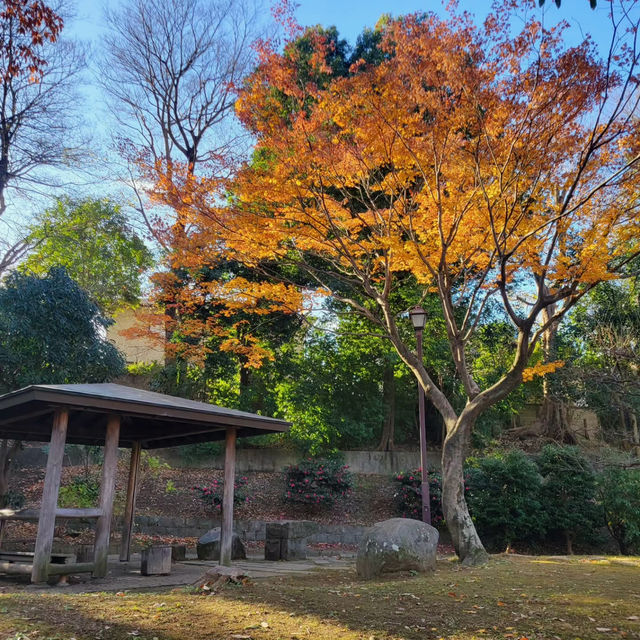 Enjoying Nature at Inokashira Park