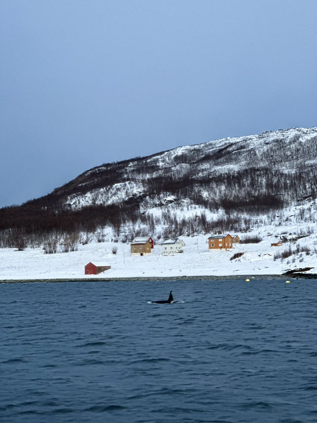 Norway; Make Wishes Come True 