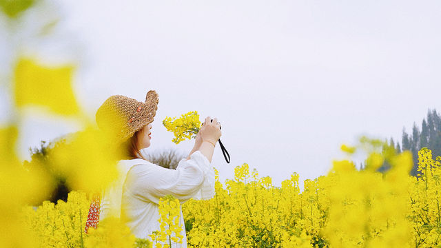 你聞到了嗎？風裡已經有了春天的味道 | 羅平油菜花賞花攻略