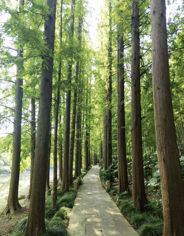 上海西郊賓館 有自己的後（動）花（物）園