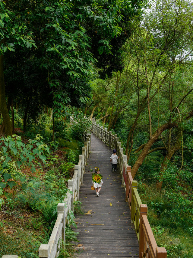 南寧良鳳江森林公園｜可乘公交進山徒步撿秋去！