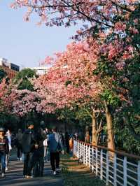 周末去哪兒|去大觀濕地公園定格秋日浪漫生活