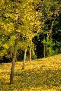 泉州秋冬限定 | 森林公園銀杏拍照好去處