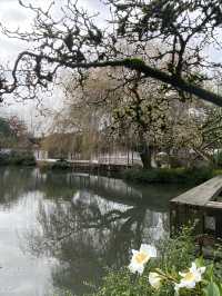 溫哥華探訪中山公園｜海外的第一座蘇式園林