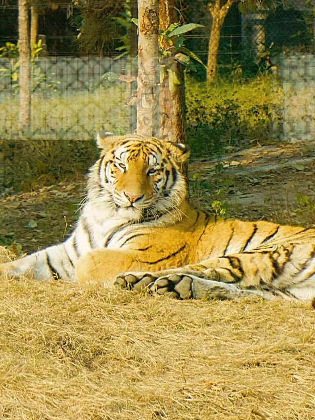 冬季反向遊 | 來上海動物園與動物親密互動（附攻略）