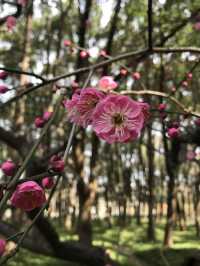 上海莘莊公園冬日賞梅攻略