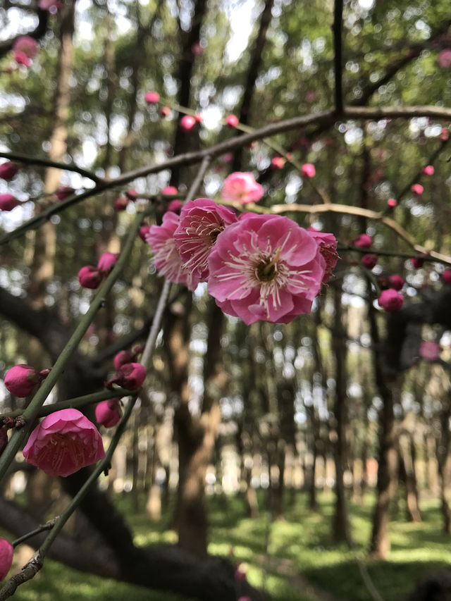 上海莘莊公園冬日賞梅攻略