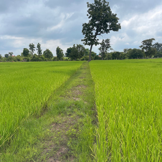 Beautiful rice fields