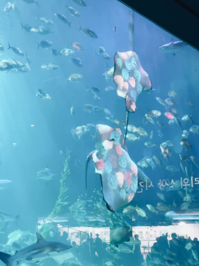 🇰🇷 韓國濟州島最知名的旅遊景點之一！🐠 Aqua Planet水族館