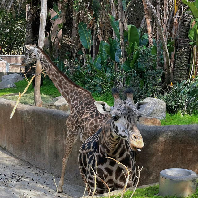 馬來西亞國家動物園：綠蔭樂園，無窮體驗和樂趣