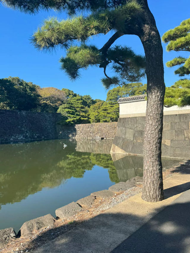 【東京】皇居：免費參觀，可順道參觀東御苑🏖️🔥