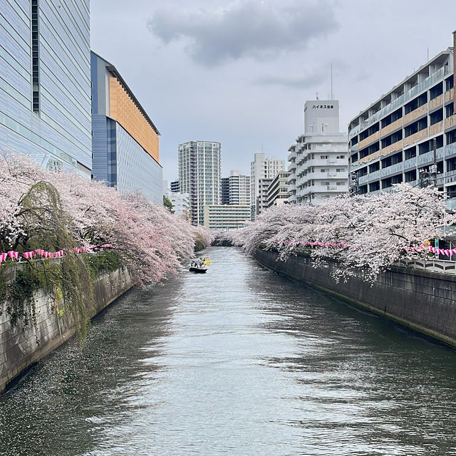 🌸 A complete day tour to Tokyo's iconic spot 🌸 