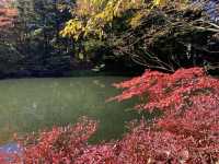 輕井澤雲場池🍁