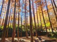 The Metasequioa walk at Jangtaesan Recreational Forest