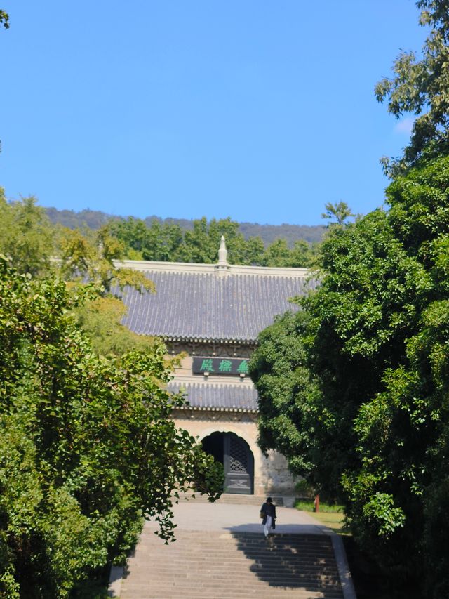 靈谷寺桂花王，10月9日花況。