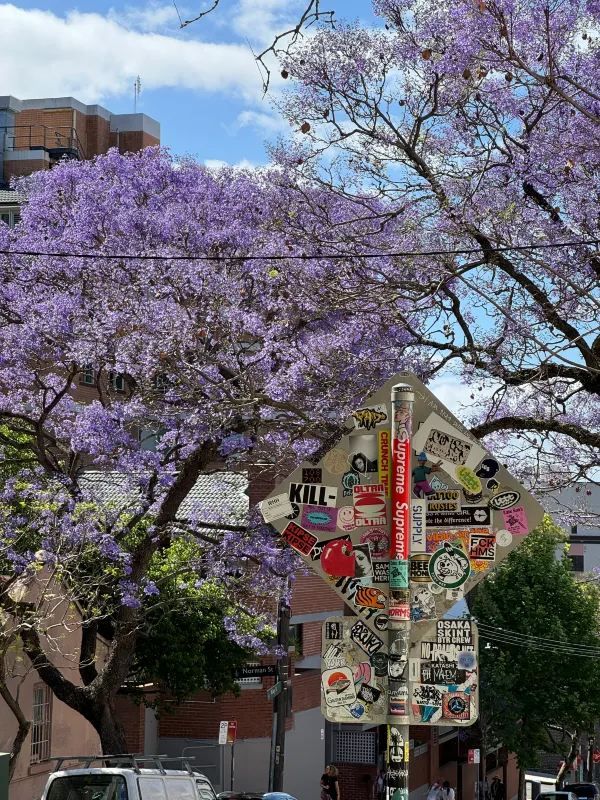 Chasing Jacarandas in Sydney