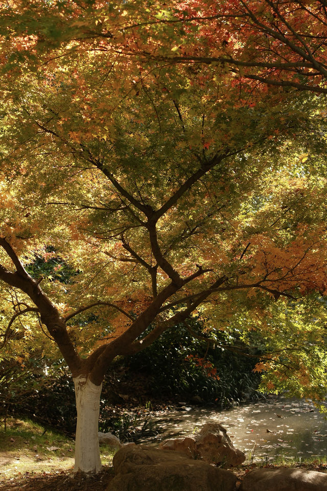 答應我，一定要來慈溪峙山公園看秋天。