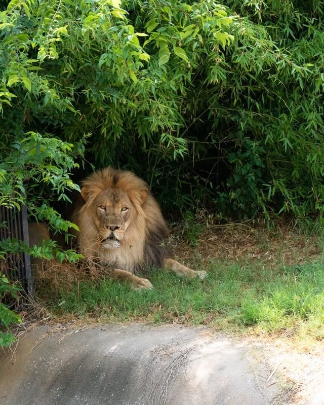 塔爾薩動物園：精彩的野生動物探險之旅 