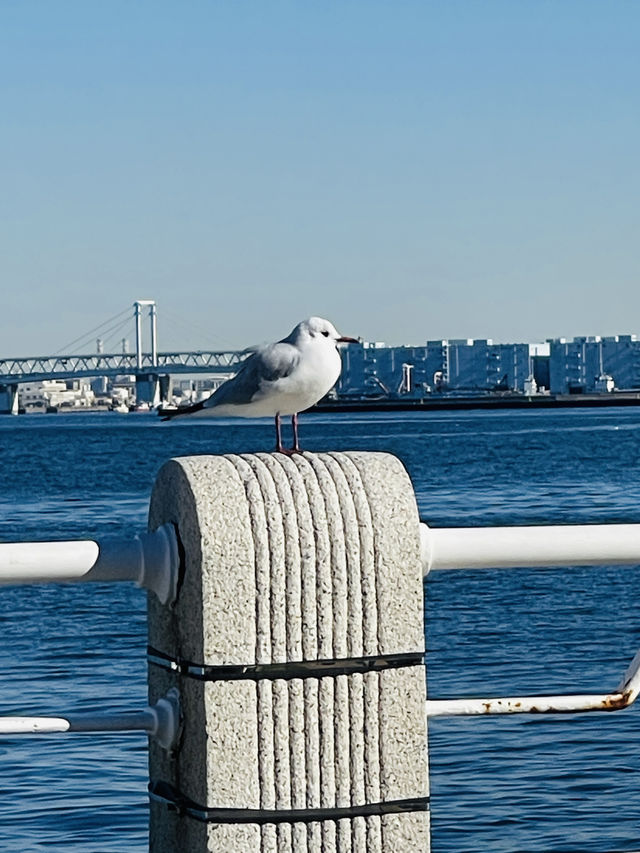 日本·橫濱港