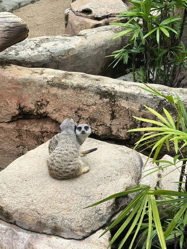 Hong Kong Ocean Park Travel Guide