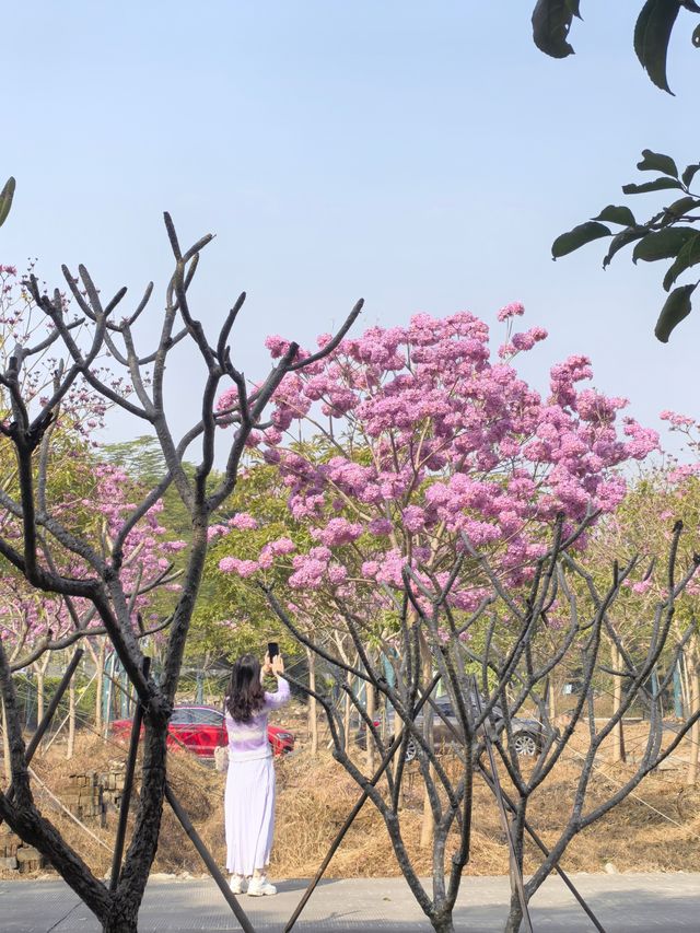 廣州南沙：紫色風鈴花綻放